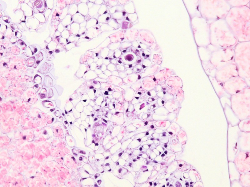 Istologia dell''ovario di Orobanche ramosa
