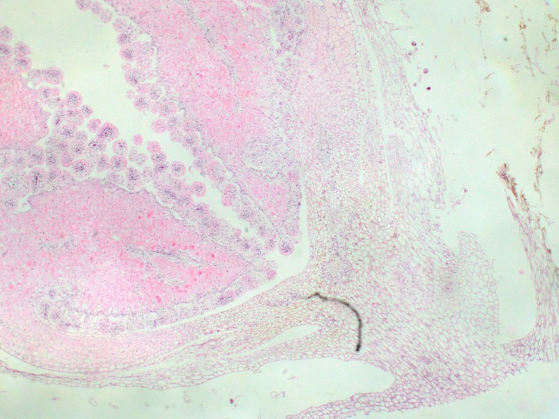 Istologia dell''ovario di Orobanche ramosa