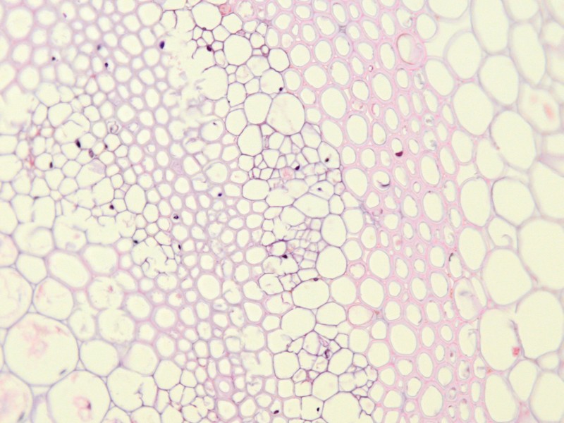 Istologia del fusto di Orobanche ramosa