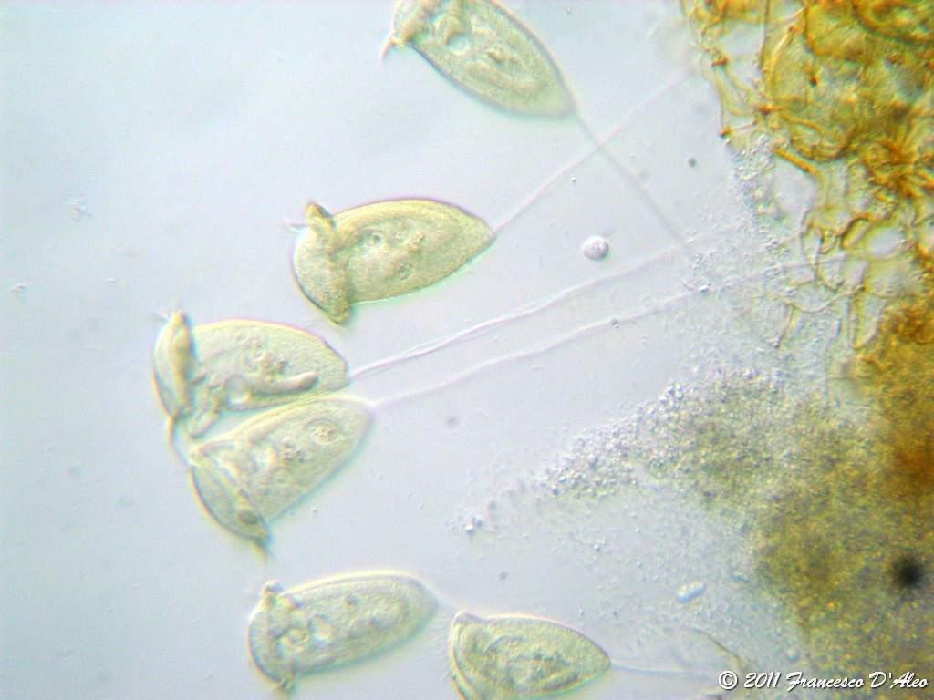 ...da una coltura di fieno...