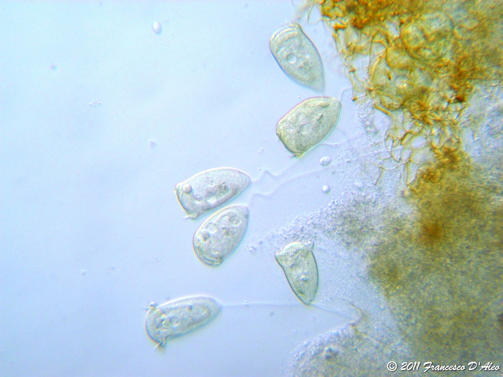 ...da una coltura di fieno...