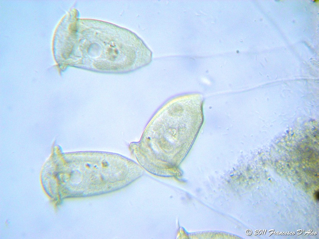 ...da una coltura di fieno...