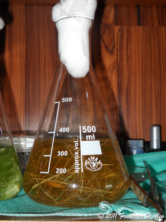 ...da una coltura di fieno...