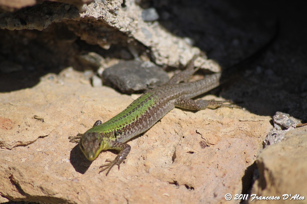 Alcune Podarcis 
