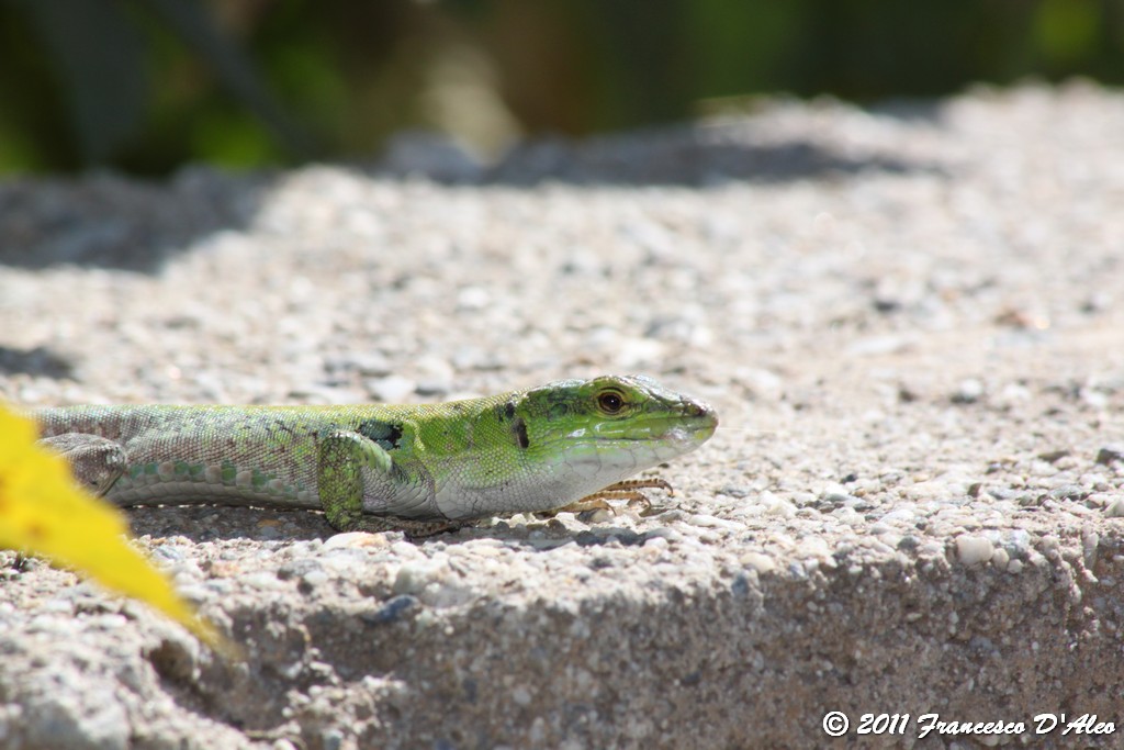 Alcune Podarcis 