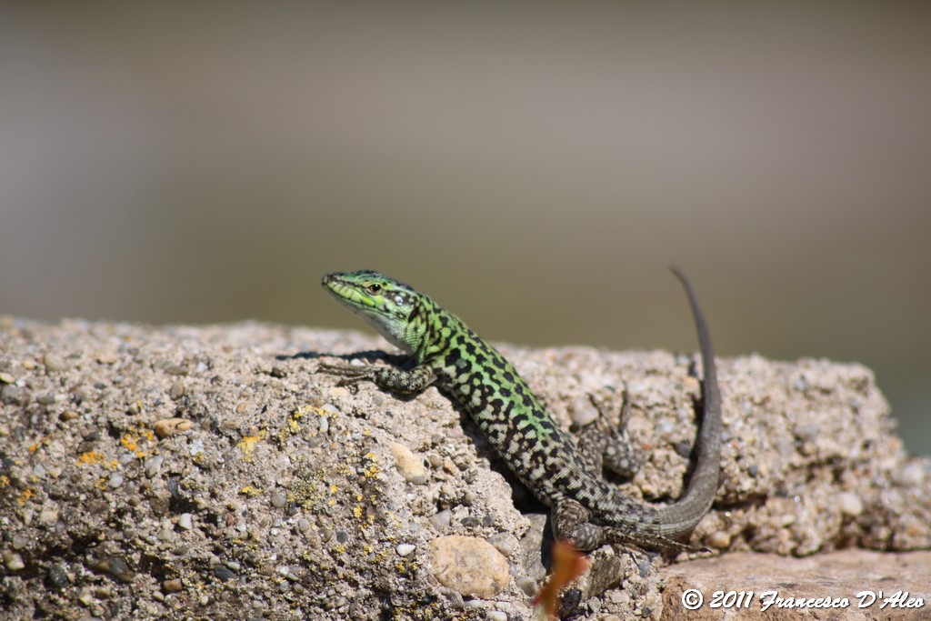 Alcune Podarcis 