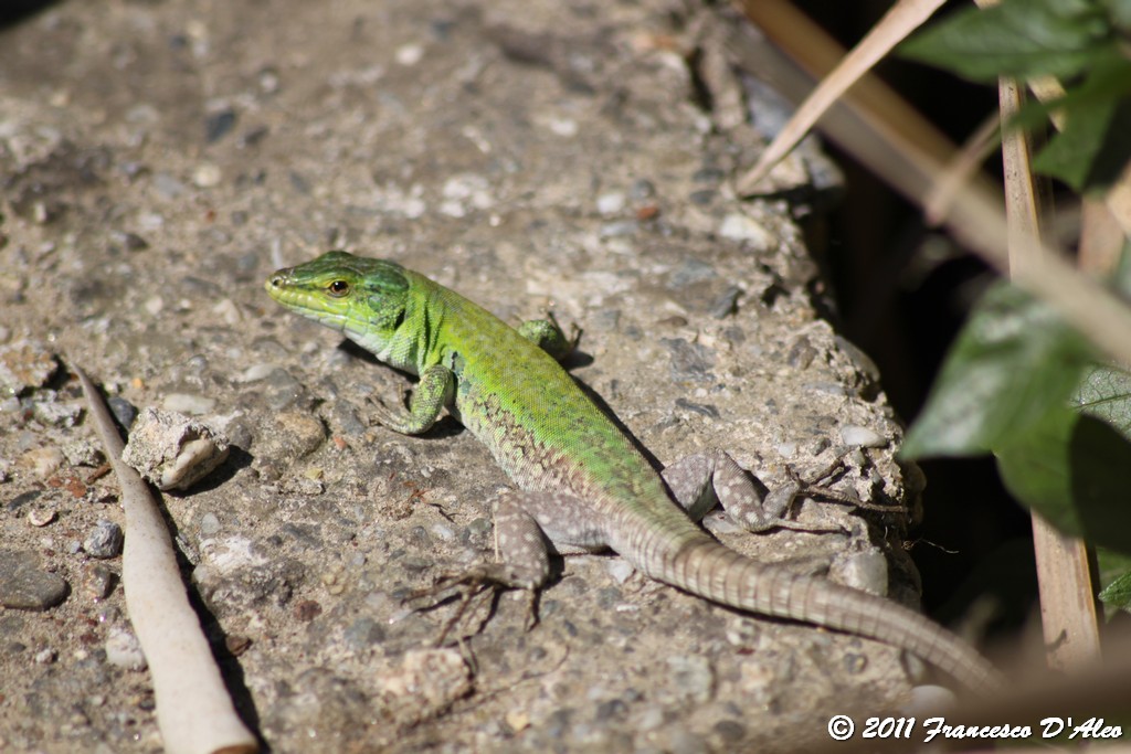 Alcune Podarcis 
