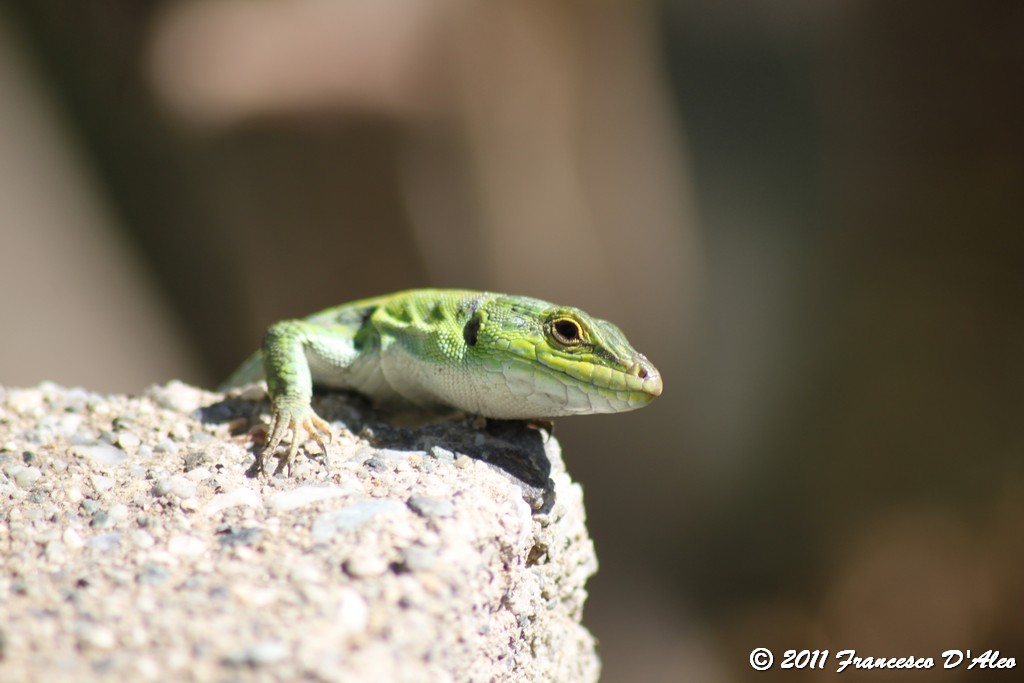 Alcune Podarcis 