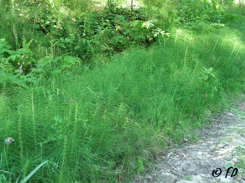 Spora di Equisetum sp.