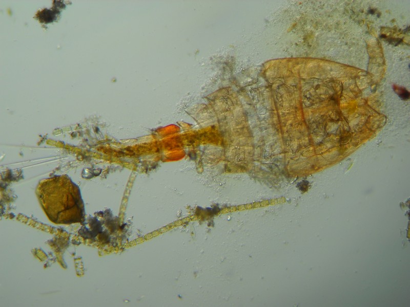 Ex copepode...