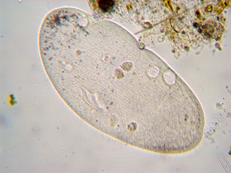 Ciliato da ID