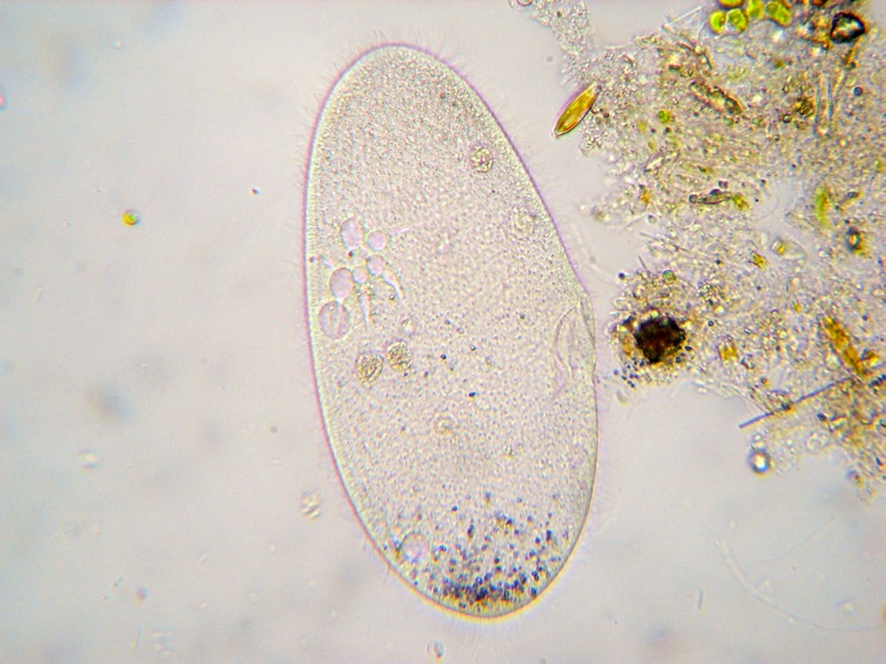 Ciliato da ID