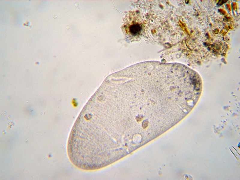 Ciliato da ID