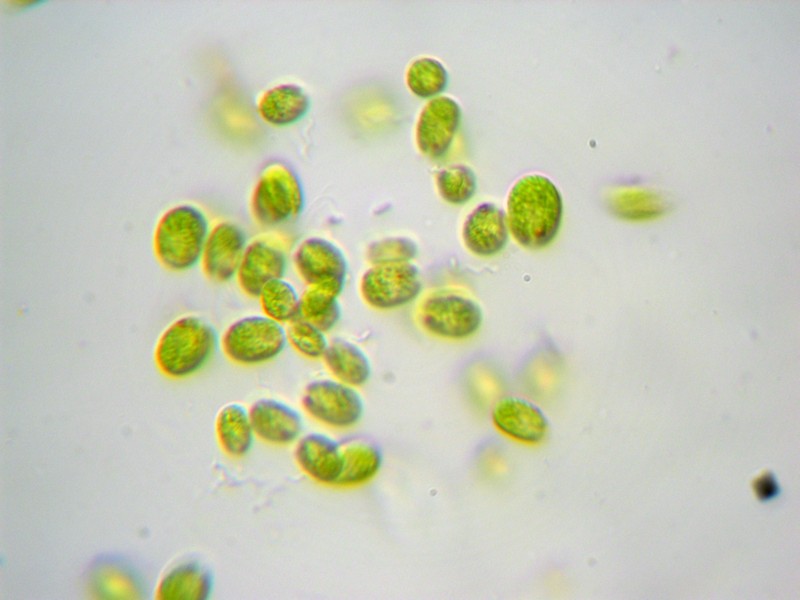 Chlamydomonas?