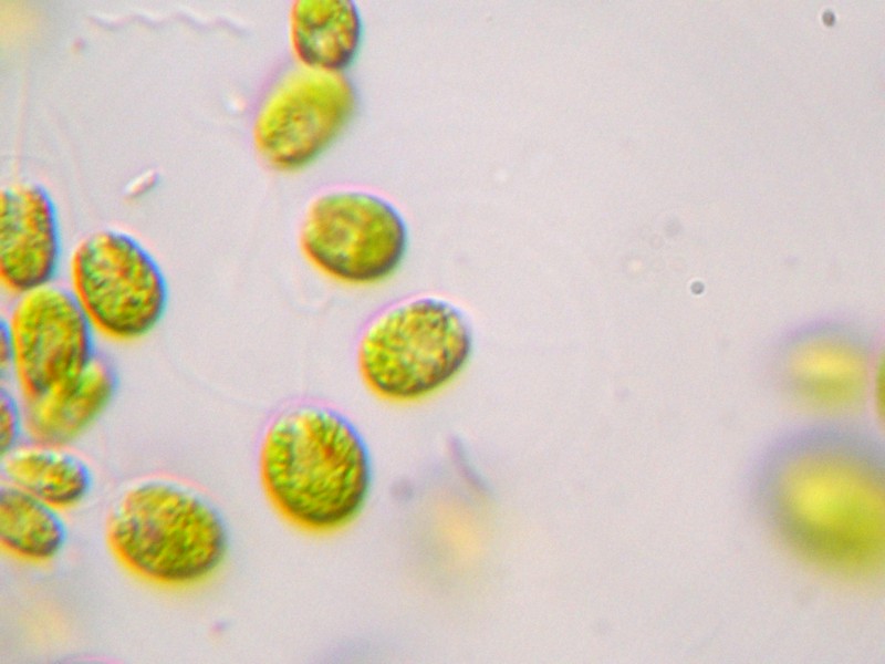 Chlamydomonas?