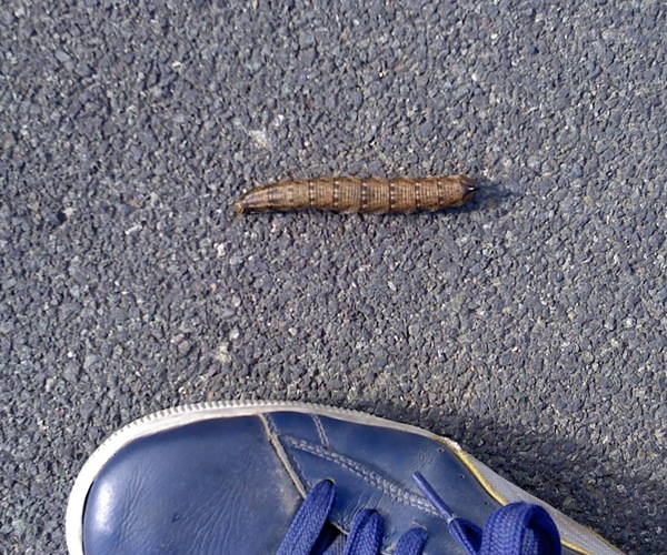 aiuto nell''identificazione