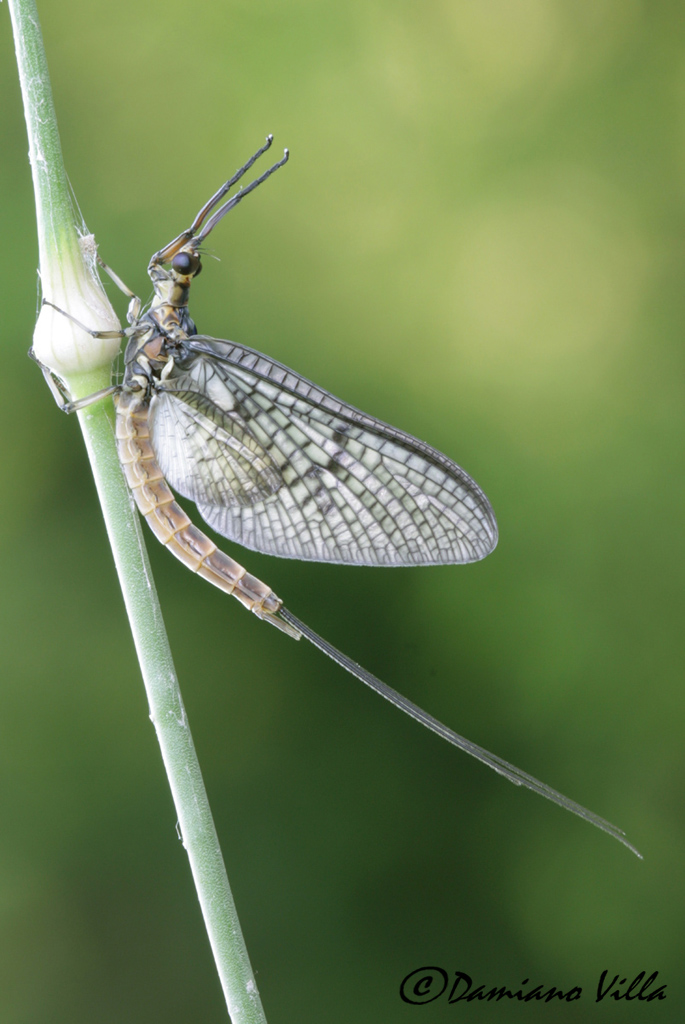 Ephemera zettana maschio