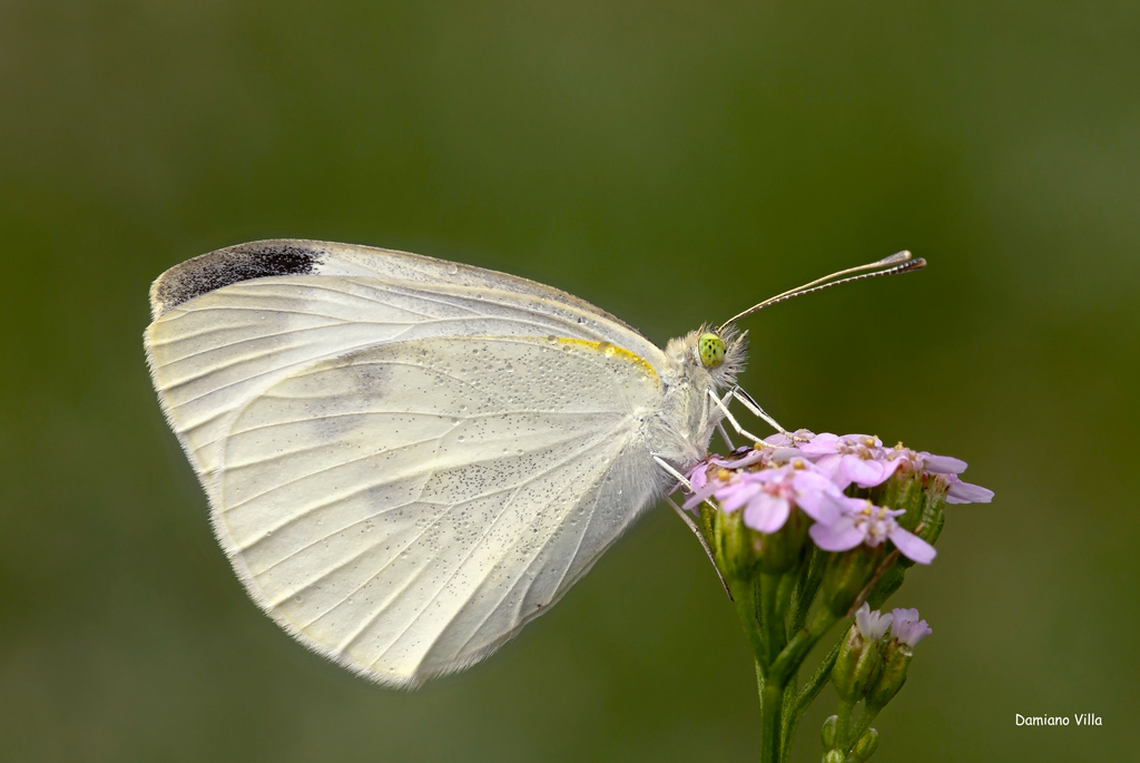 identificazione farfalla