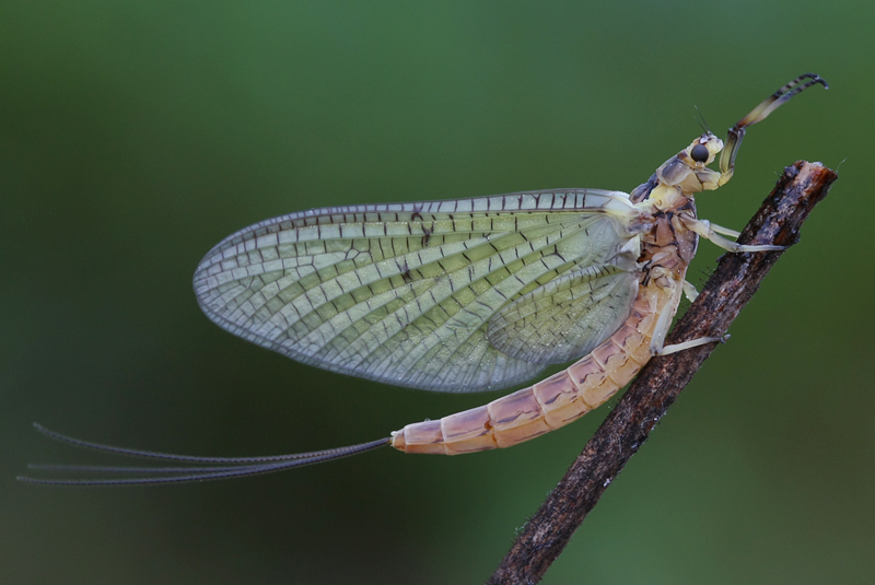 Ephemereridae  di Turbigo