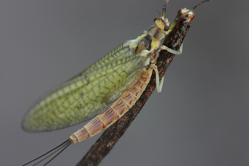 Ephemereridae  di Turbigo