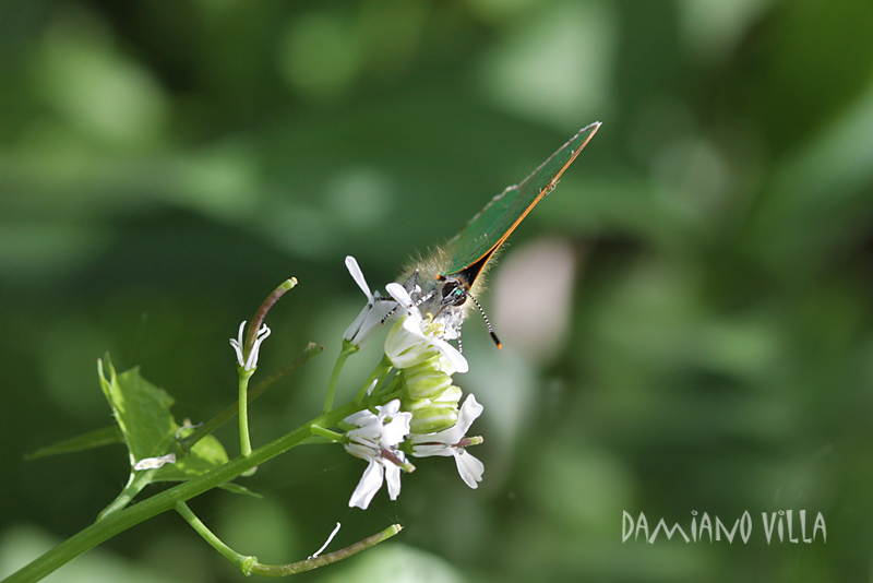 Callophrys rubi