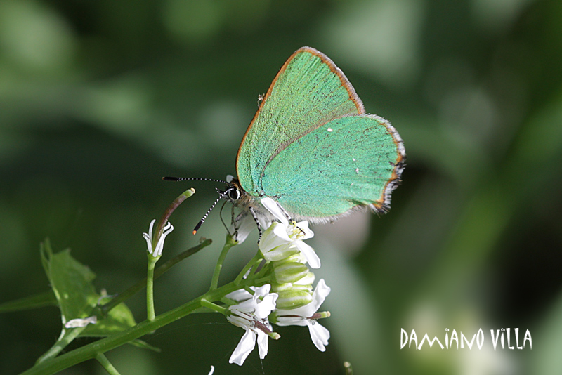 Callophrys rubi