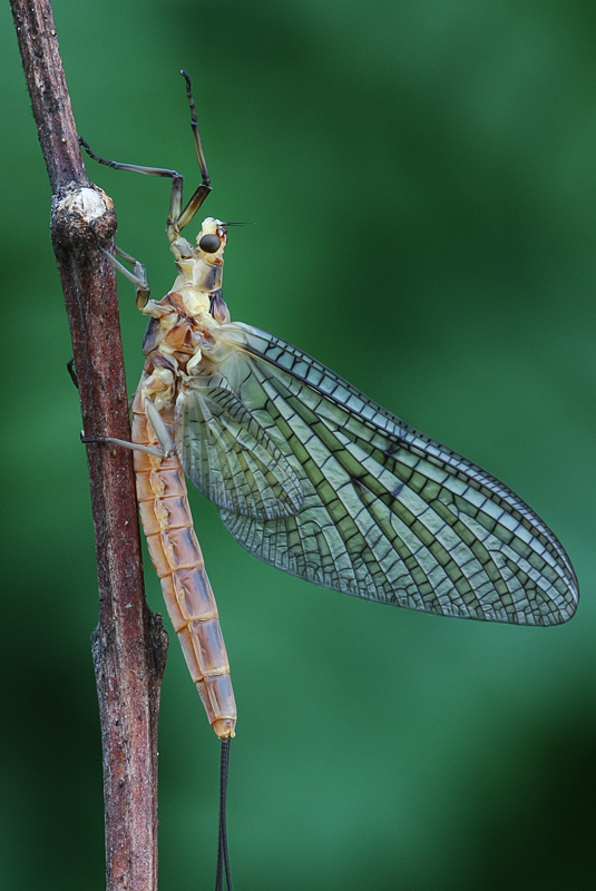 Ephemereridae  di Turbigo