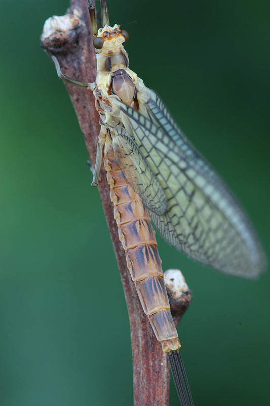 Ephemereridae  di Turbigo