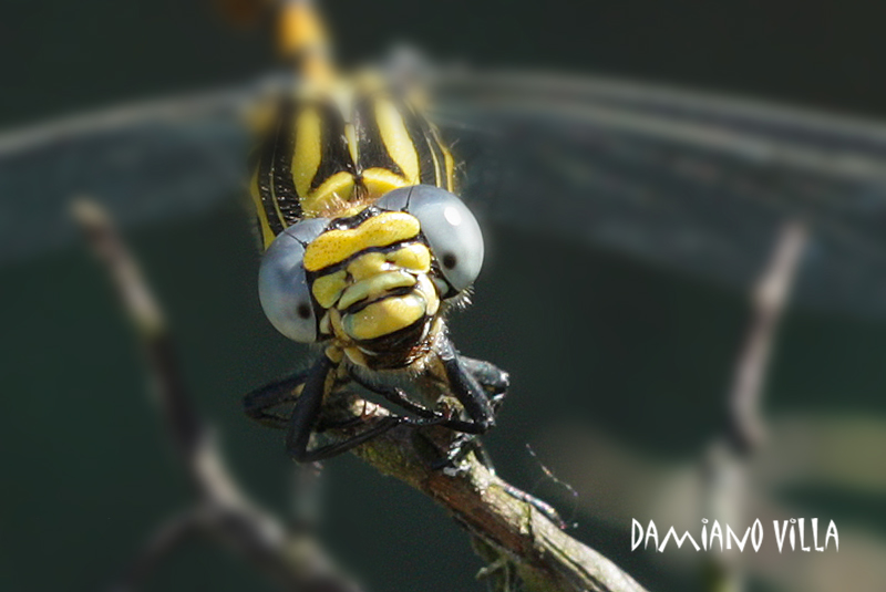 Libellule di sabato 2 parte