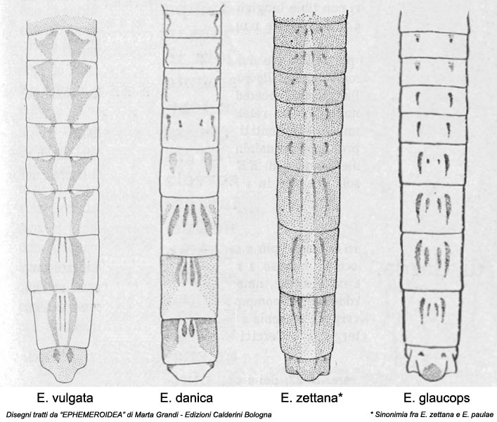 Ephemereridae  di Turbigo