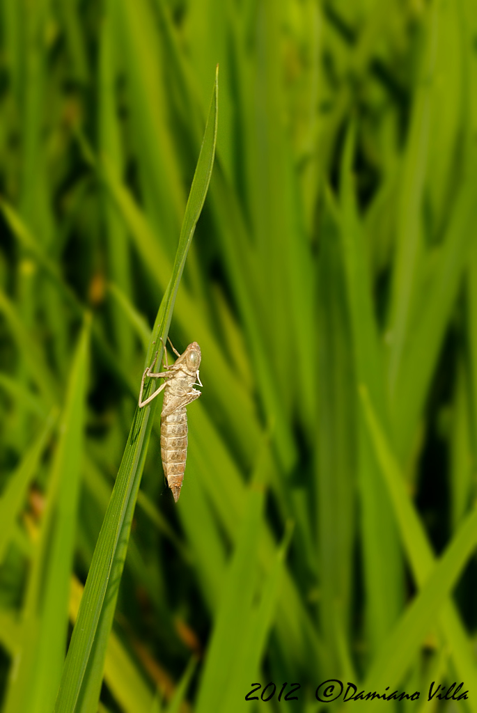 exuvia di Hemianax ephippiger... la moglie