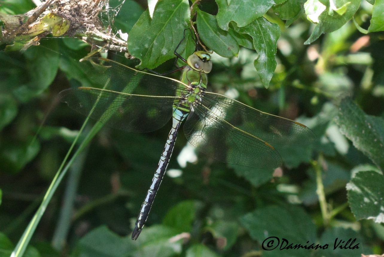 Anax imperator