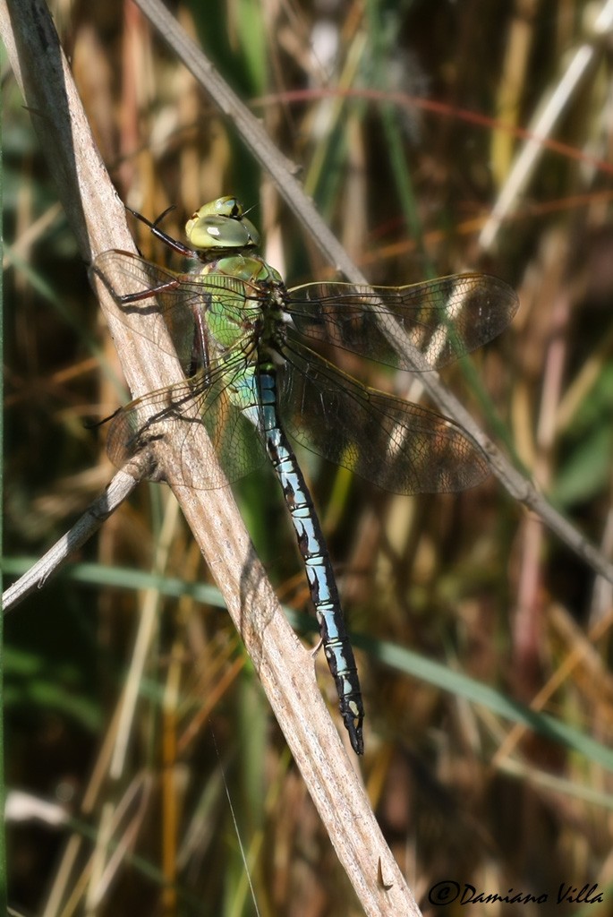 Anax imperator
