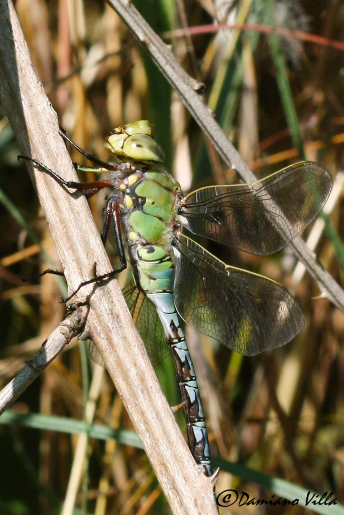 Anax imperator