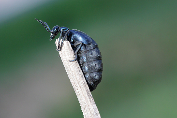 Meloe sp.