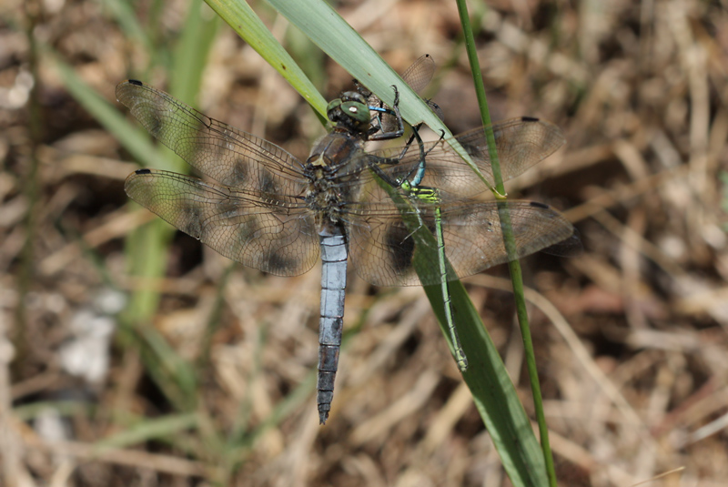 Libellule di sabato 2 parte