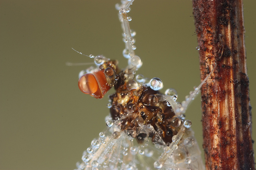 Identificazione maschio imago