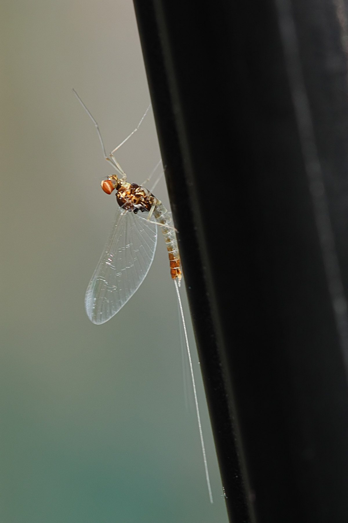Identificazione maschio imago