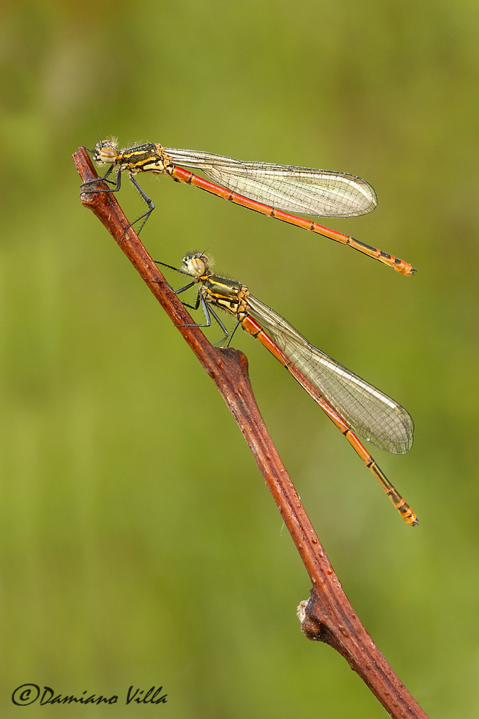 Pyrrhosoma nimphula male