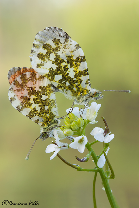 Anthocharis cardamines