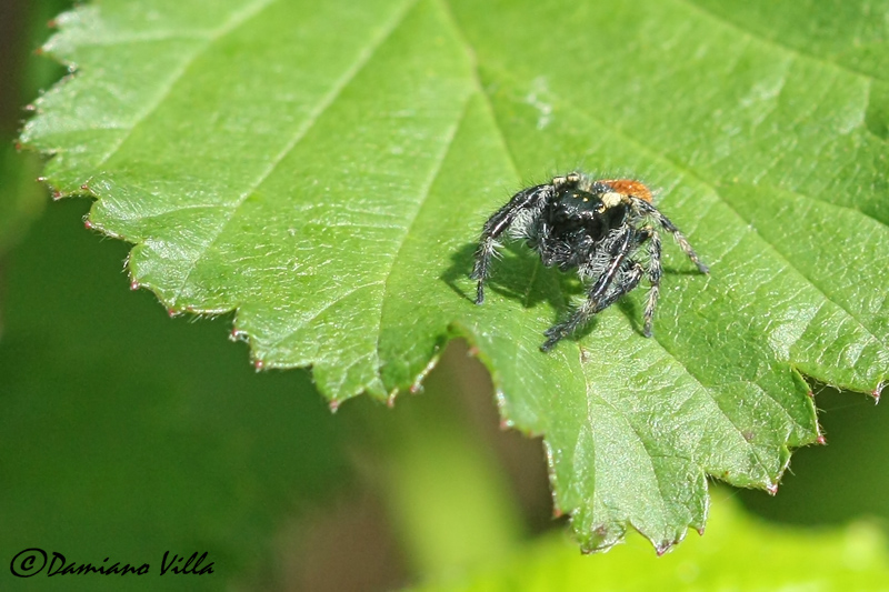 Carrhotus xanthogramma