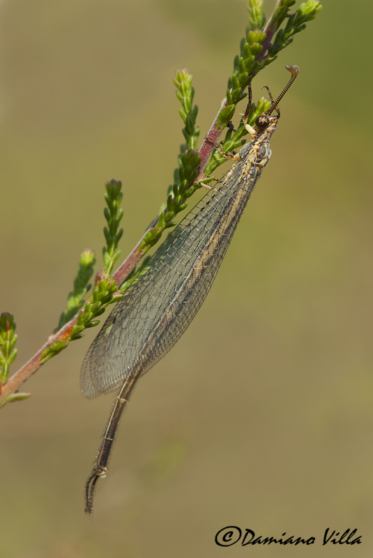 Identificazione Myrmeleontidae