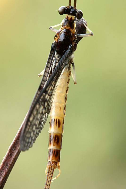 Ephemera danica imago maschio