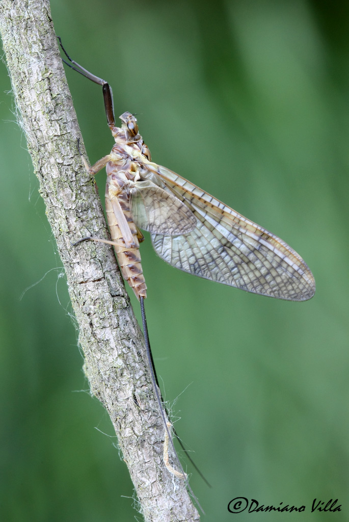 Ecdyonurus venosus?