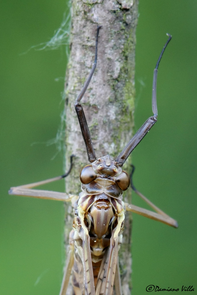 Ecdyonurus venosus?