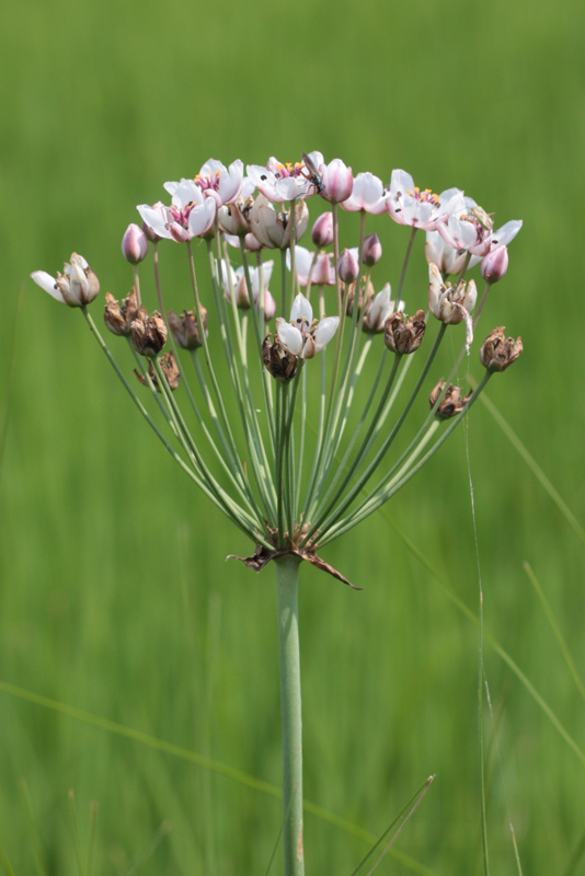 Butomus umbellatus / Giunco fiorito