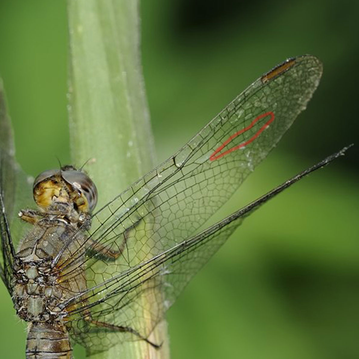 Libellula da ID