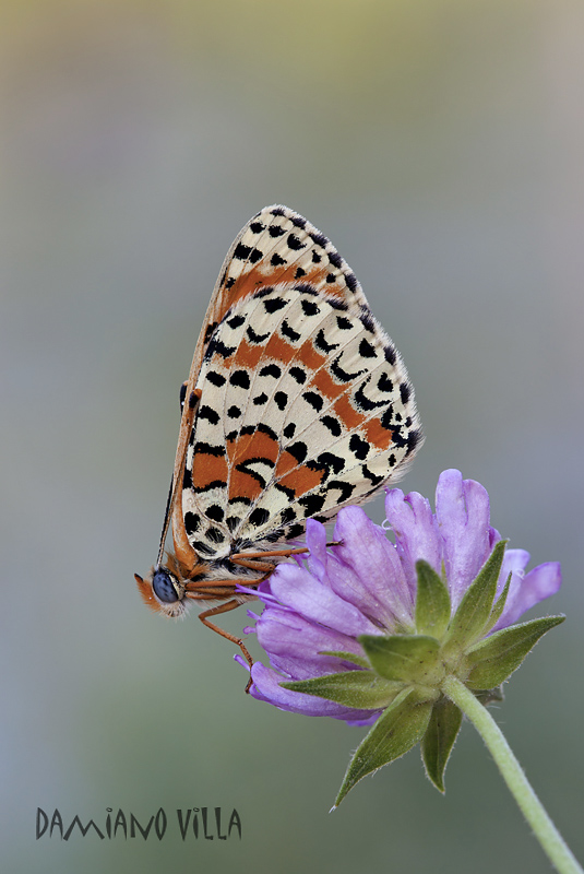 Dubbio su Melitaea didyma...