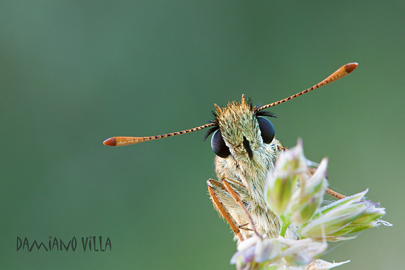 Ciao io sono Thyme... e tu?