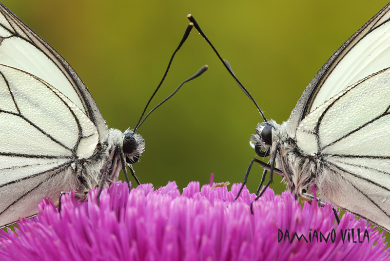Farfalle... ancora farfalle